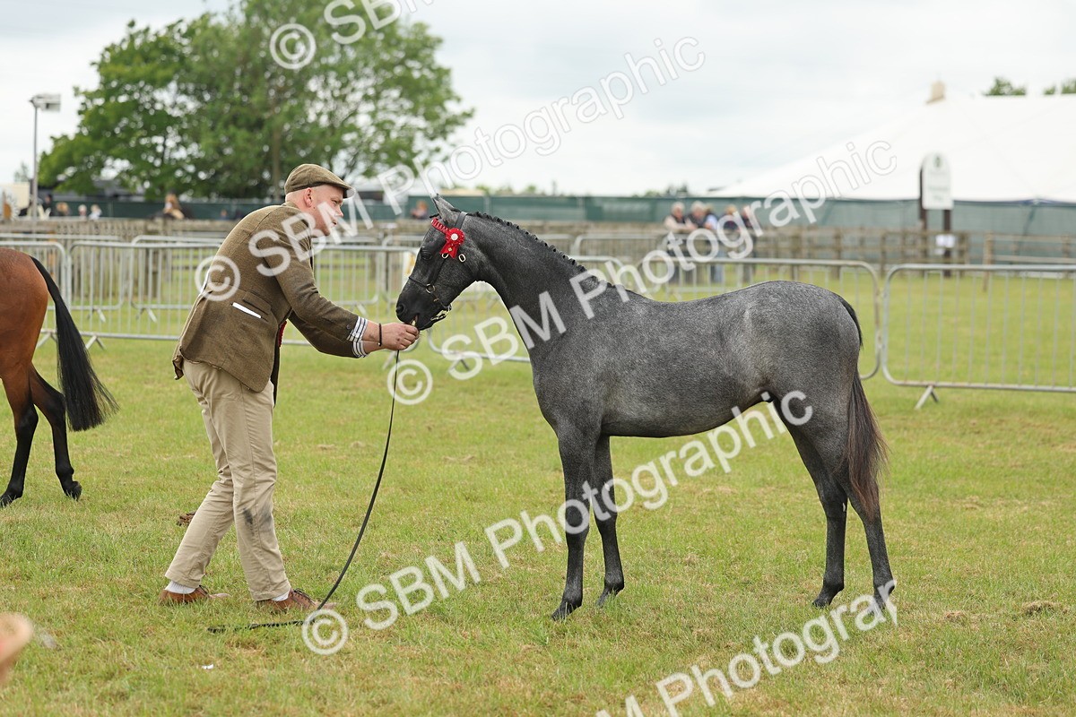 SBM_05576 - Class 68-73 - Riding Pony Breeding