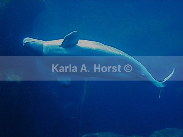 Beluga - Photos