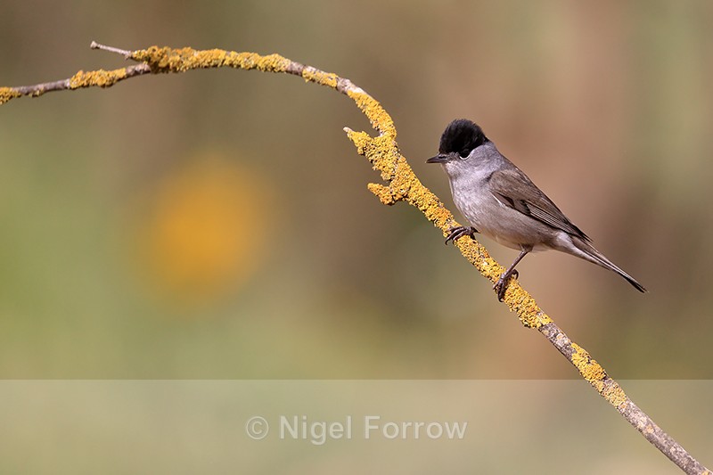 Eurasian Blackcap (male), Claret, Spain - Eurasian Blackcap