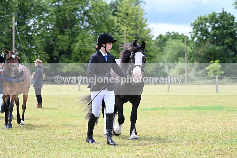 WJ7_6573 - Class 5 Handsome Gelding in hand