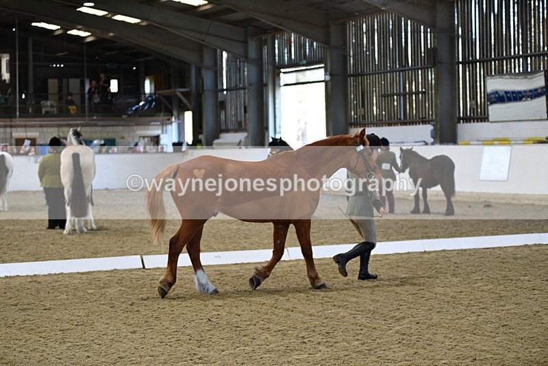 WJ5_3682 - Class 5 In Hand Veterans