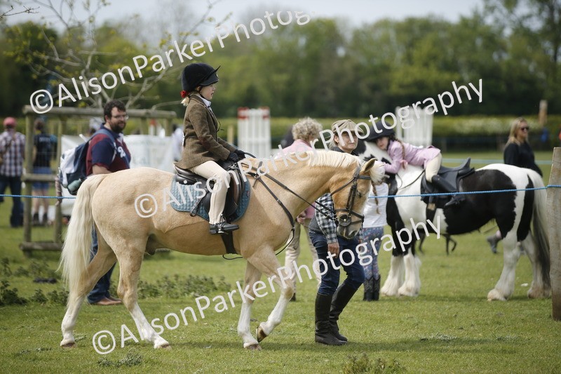 20260426-2128 - Class 9 - Handsomest Gelding