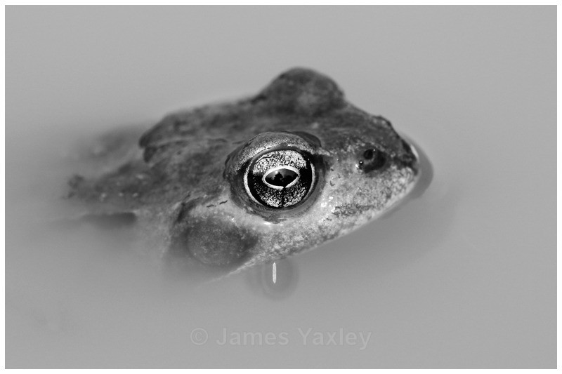 Rana Temporaria - Amphibians