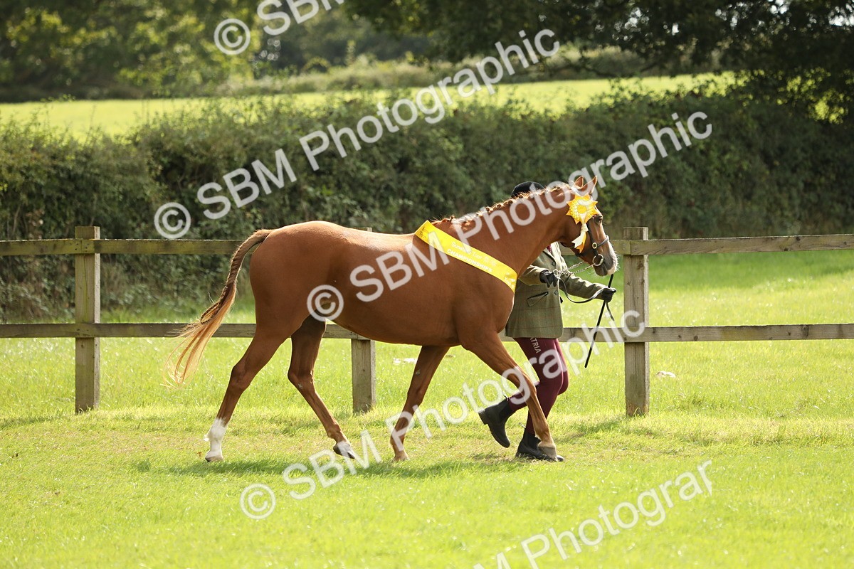 SBM_66243 - In Hand Pony & Youngstock Supreme Championship