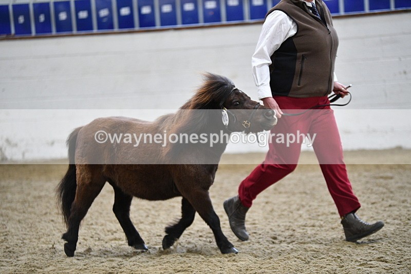 WJ5_5249 - Class 4 In hand M&M - small breeds