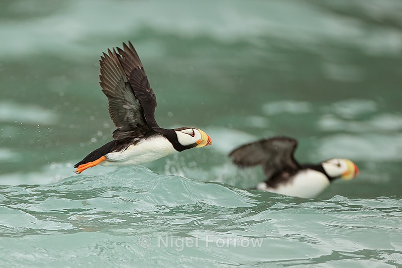 Horned Puffins take off from sea, Duck Island, Alaska - Horned Puffin