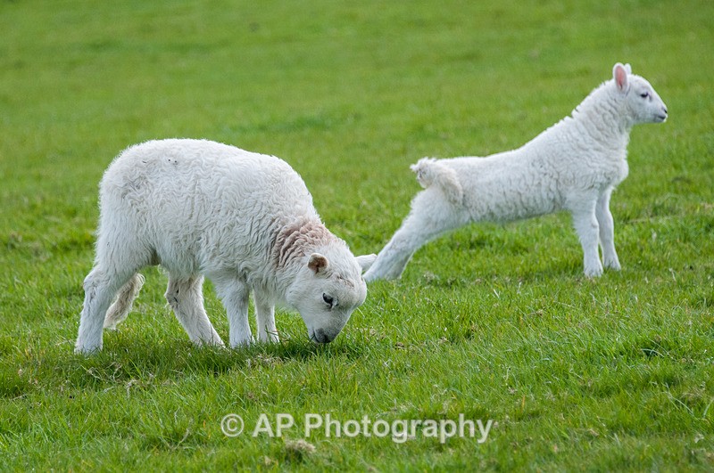 ACP_3479-1 - Sheep