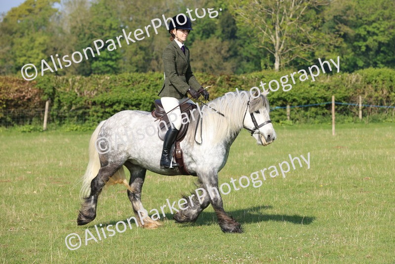 20250427-0495 - Class 17 - Novice Showing
