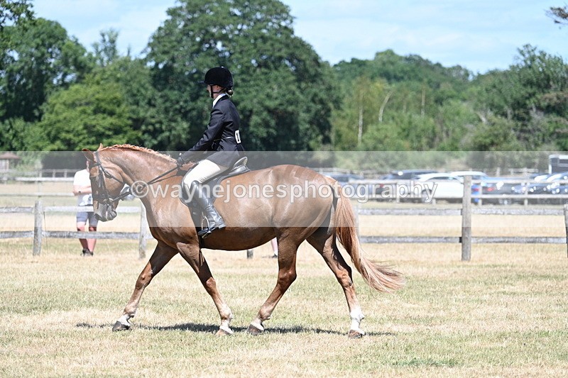 WJ7_3010 - Class 7 Riding Club Show Horse