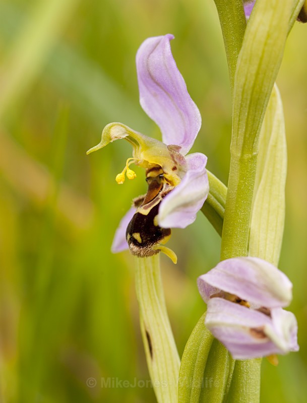 Bee Orchid - BEE ORCHIDS