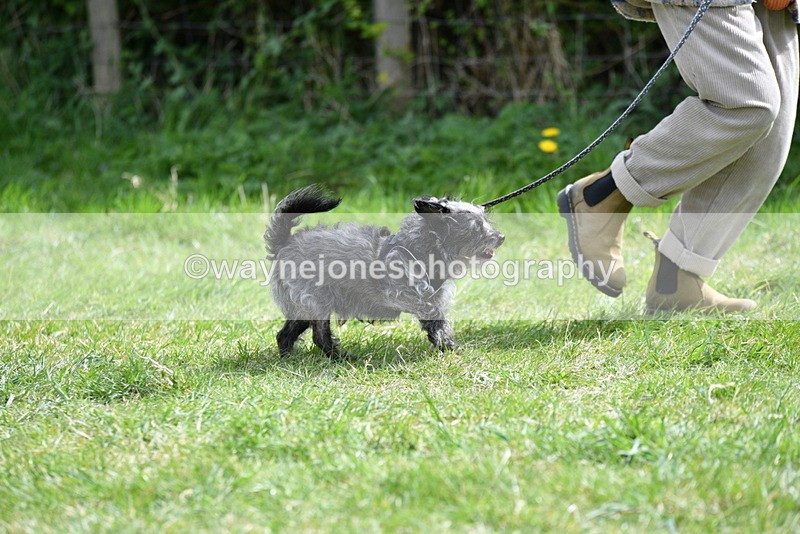 WJ5_9659 - Class 3 Most Handsome Dog