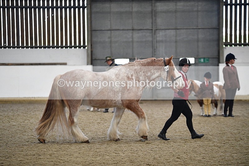 WJ5_4749 - Class 7 In hand coloured / odd coloured