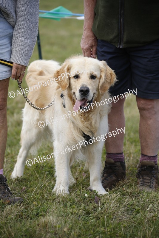 20250831-3634 - Dog Show