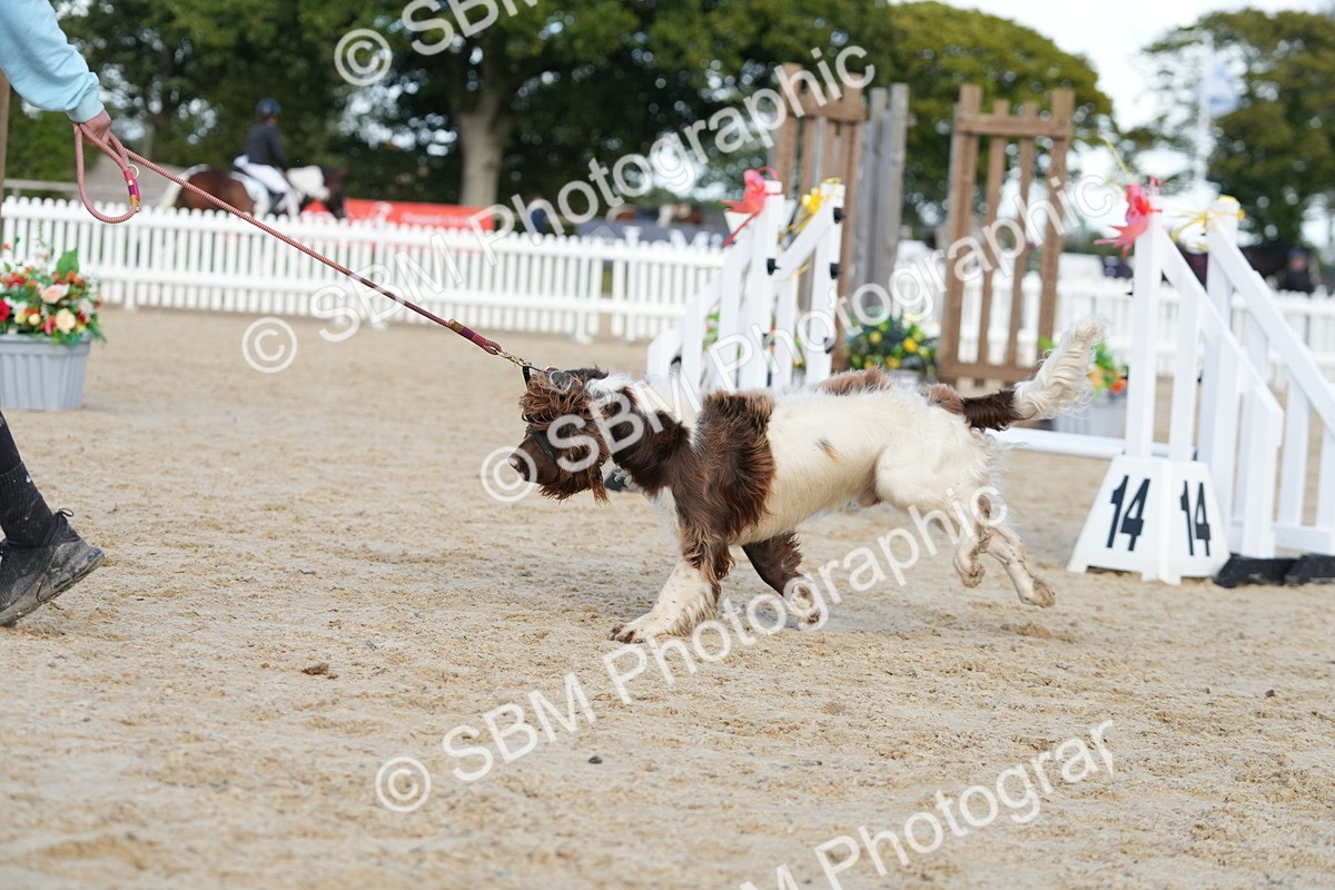 SBM_29157 - J43 - Horse & Hound Open 50cm