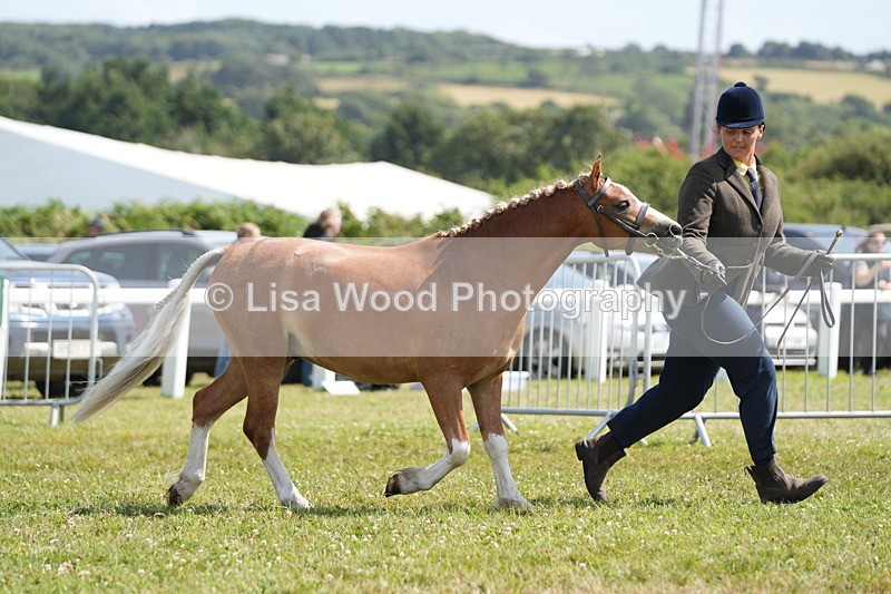 DSC07305 - Class 68: NPS SHP Youngstock