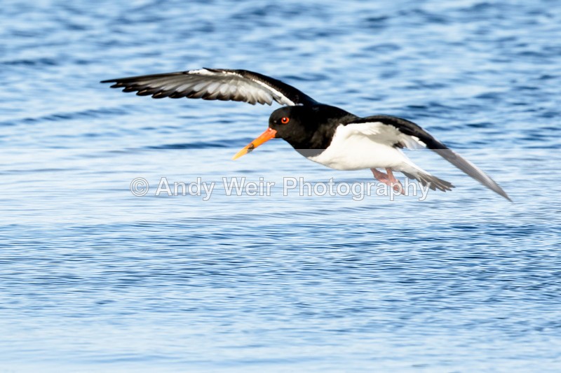 20170314-8E0A4040-4652 - Oyster Catcher