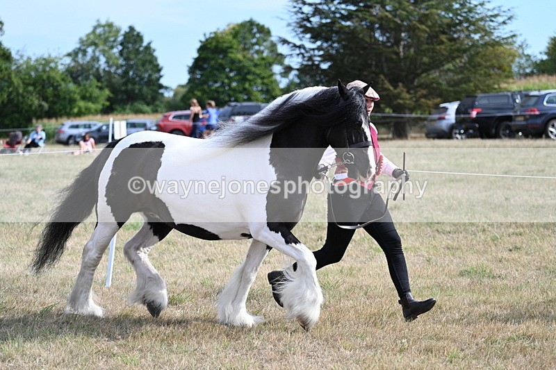 WJ7_8117 - In-hand Championship
