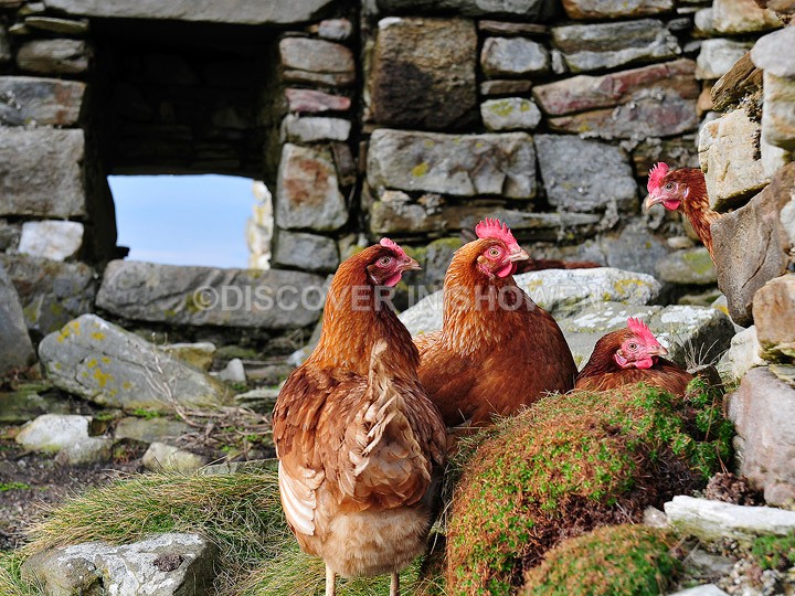 Hens at Carrickabraghy - Nature