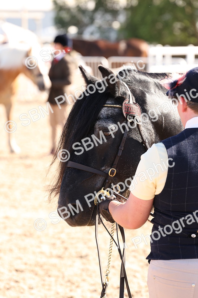 SBM_12921 - Class 206 - IH Non Show Type Pony