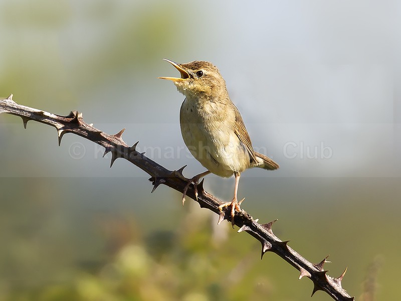 GRASSHOPPER WARBLER REELING - Andy Cotton
