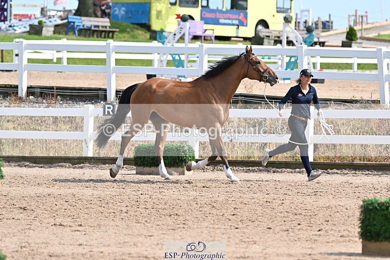 240717A-160135-03261 - Trot Up 4pm to 5pm