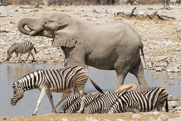  - African Journey