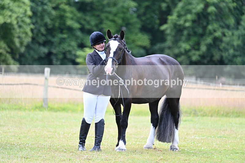 WJ7_7139 - Class 5a Most Handsome Gelding in Hand