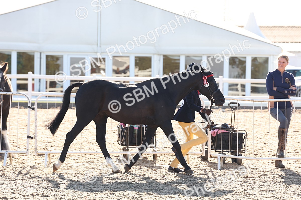 SBM_11660 - Class 203 - Young Handler 11 to 16 years