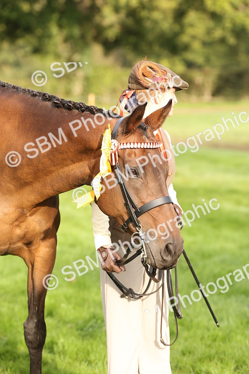 SBM_55018 - S52 - Riding Horse & Hack & thoroughbred In Hand