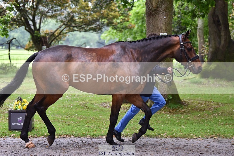 240522-164940-01181 - 260-WATERVALLEY_ROYAL_GUY-Harry_Meade