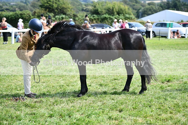 DSC_8391 - Class 68: Part Bred In Hand M & M