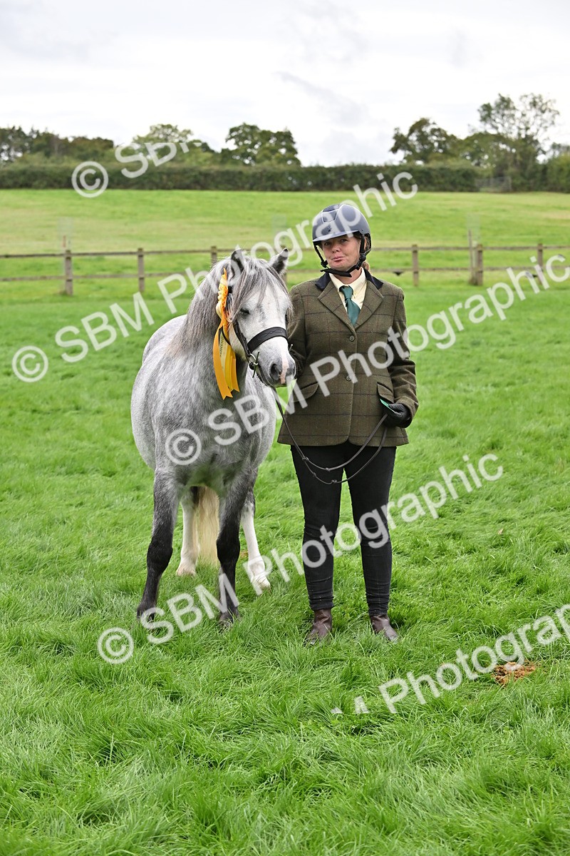 SBM_61055 - S48 - Mountain & Moorland In Hand Small Breeds