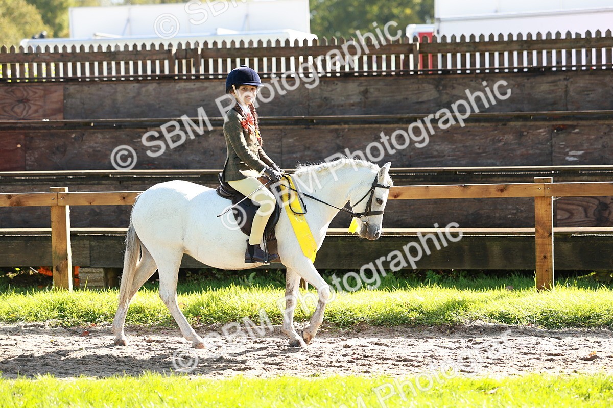 SBM_42096 - S32 - Mountain & Moorland Working Hunter Pony