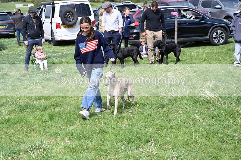 WJ6_9020 - Class 8 Best Working / Gun Dog or Bitch
