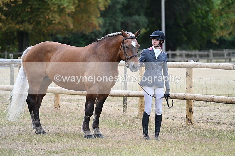 WJ7_8883 - Class 4a Prettiest Mare 14.2hh and over