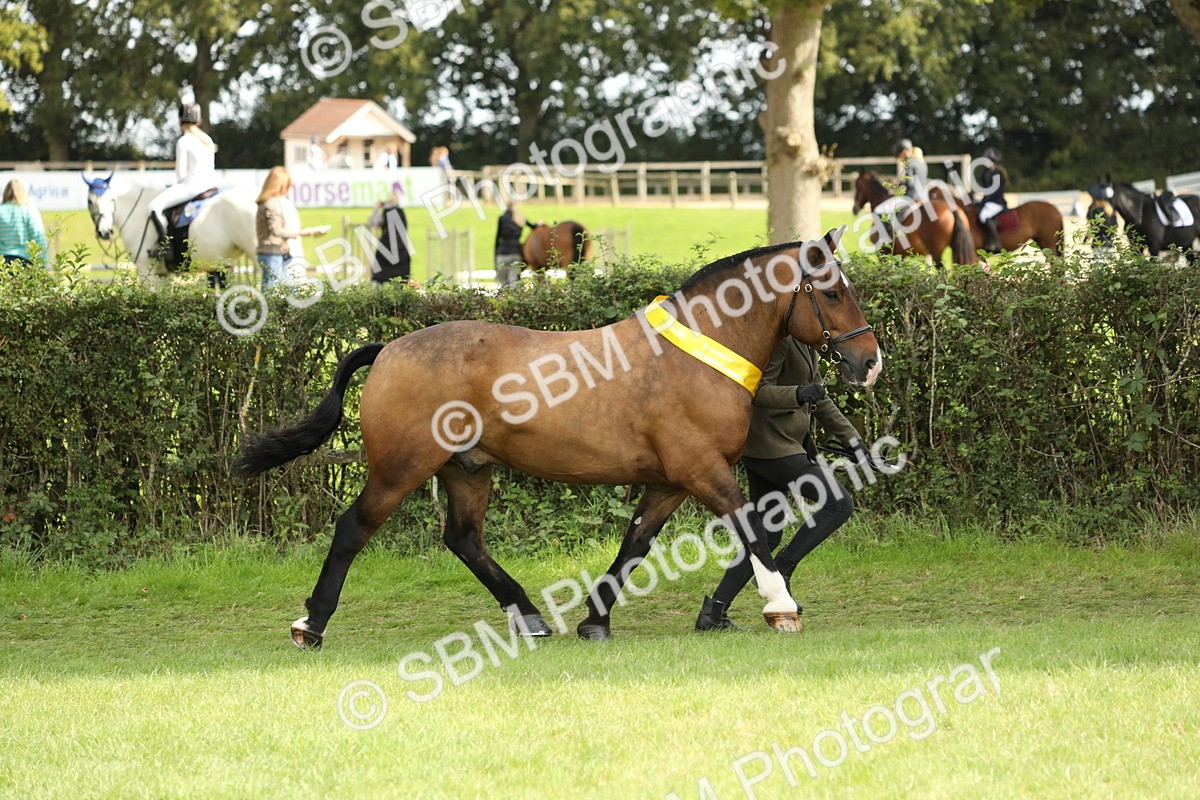 SBM_66260 - In Hand Pony & Youngstock Supreme Championship