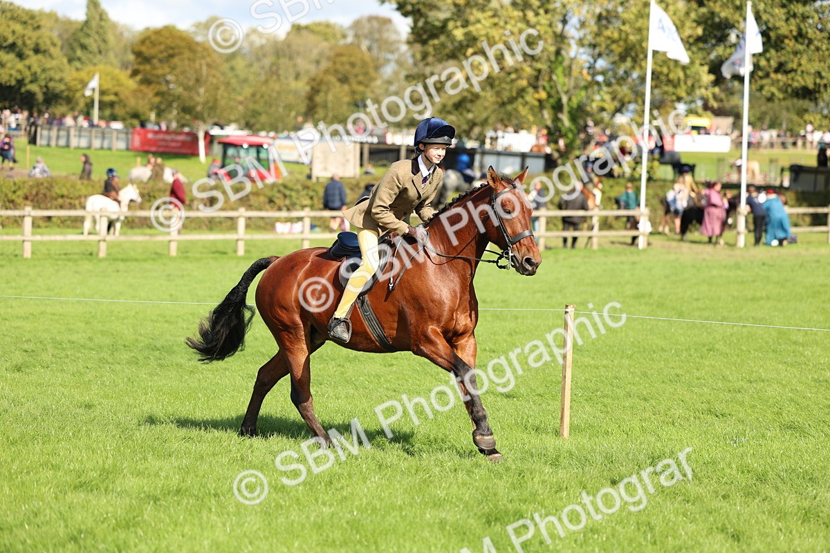 SBM_45499 - S33 - Working Hunter Pony