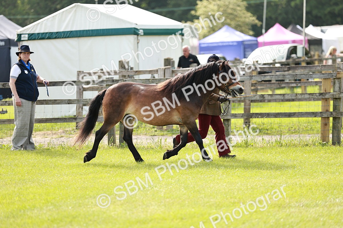 SBM_00641 - Class 14-23 - Mountain & Moorland In Hand Non Welsh