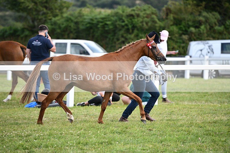 DSC_8464 - Class 69: Pure, Anglo & Part Bred In Hand Arab