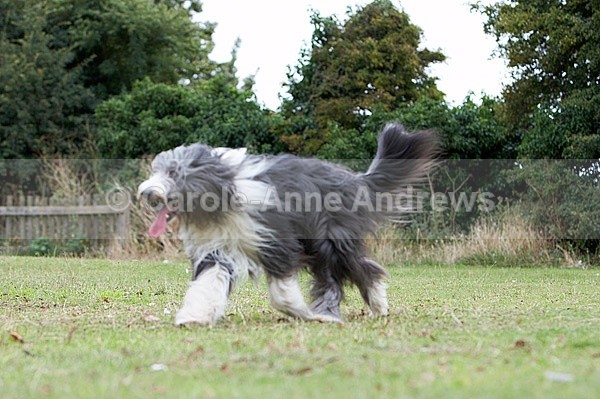  - Tendring Agility Group- St Osyth Summer Fete