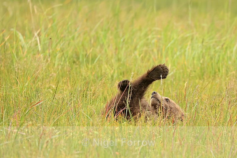 Brown Bear cub rolling on back leg in air, Silver Salmon Creek, Alaska - Brown Bear