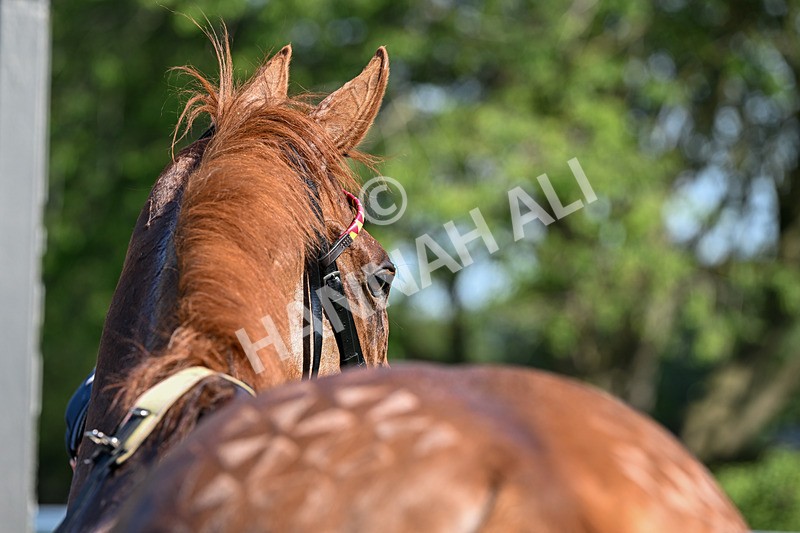 230626-Race 4-Satyress-1233 - Race 4 15.45pm Beverley Annual Badgeholders Handicap