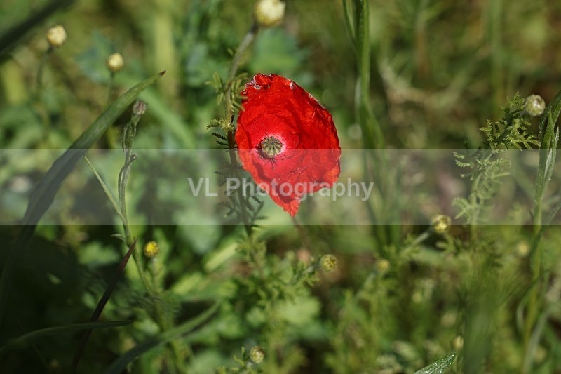 Poppy - Flowers, Plants and Trees