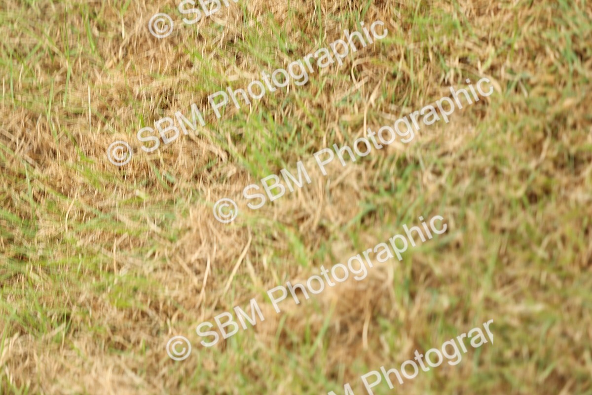 SBM_05541 - Class 68-73 - Riding Pony Breeding