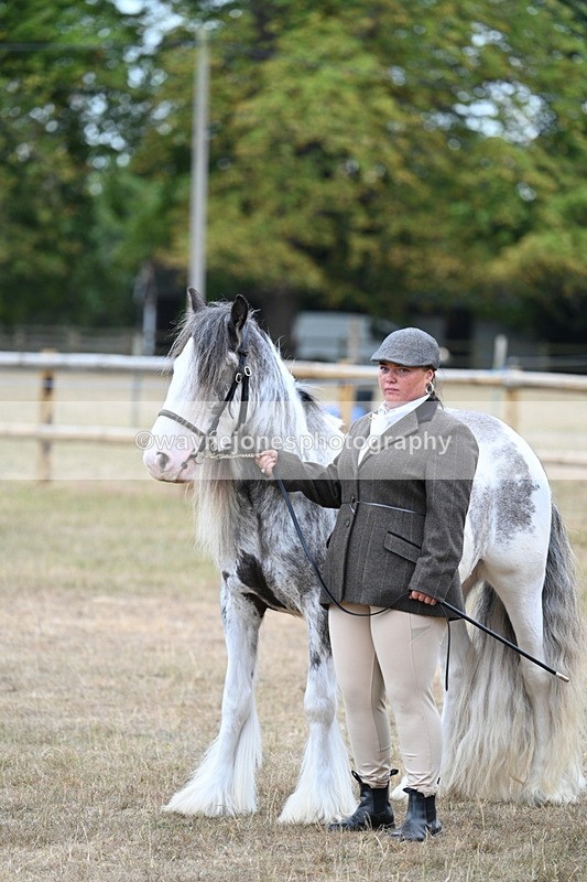 WJ7_9502 - Class 5 Most Handsome Gelding (up to 14.2hh)