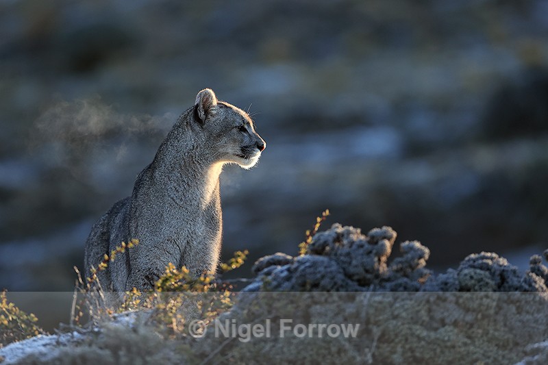 Puma breath in cool air, Torres del Paine, Chile - Puma