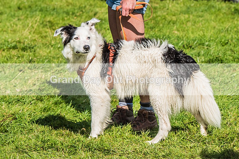 Loweswater Show-35 - Loweswater Show Junior & Senior Fell Races Sunday 3rd September 2023