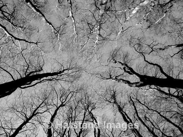 Trees of Life - nature