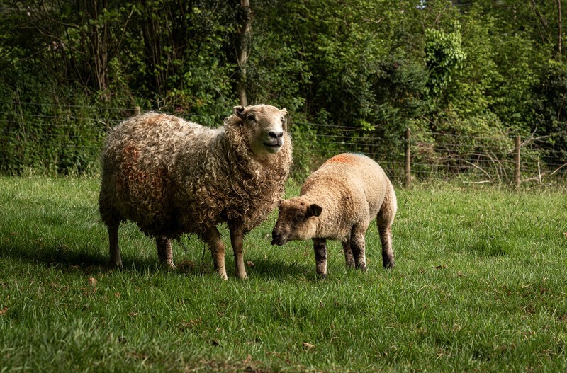 Lockdown exercise - The Lockdown Series