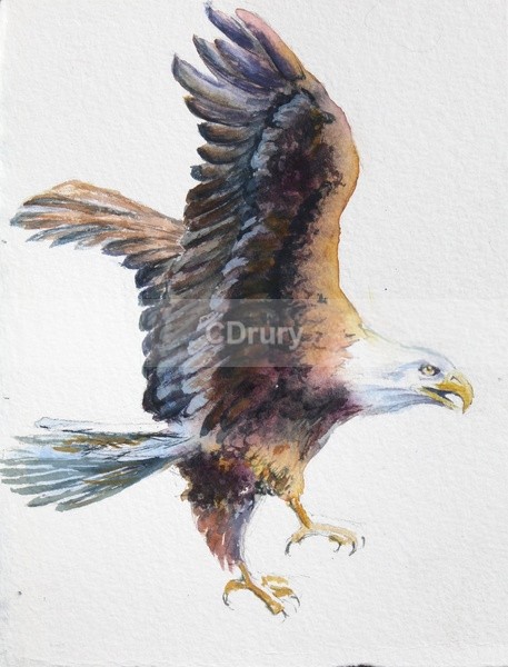 Flying High - Watercolor